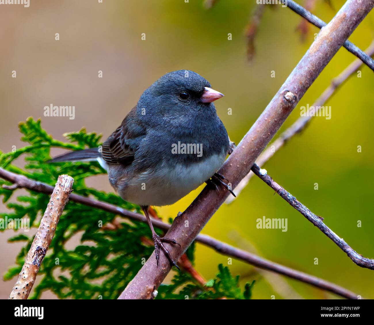 Junco closeup front view perched with a blur background in its