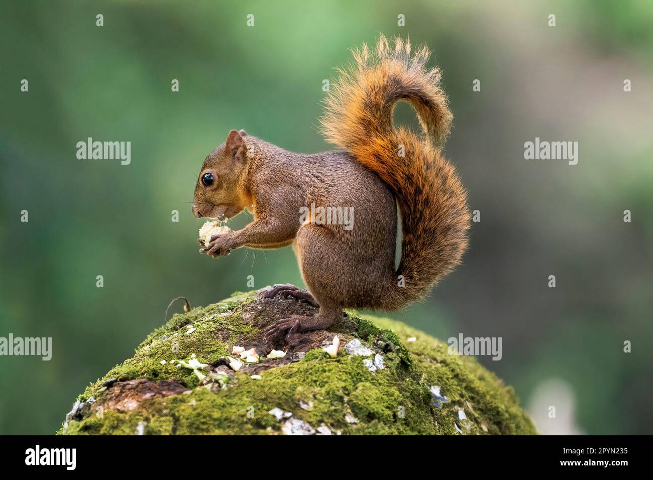red-tailed squirrel (Sciurus granatensis) eating on top of a rock. Stock Photo