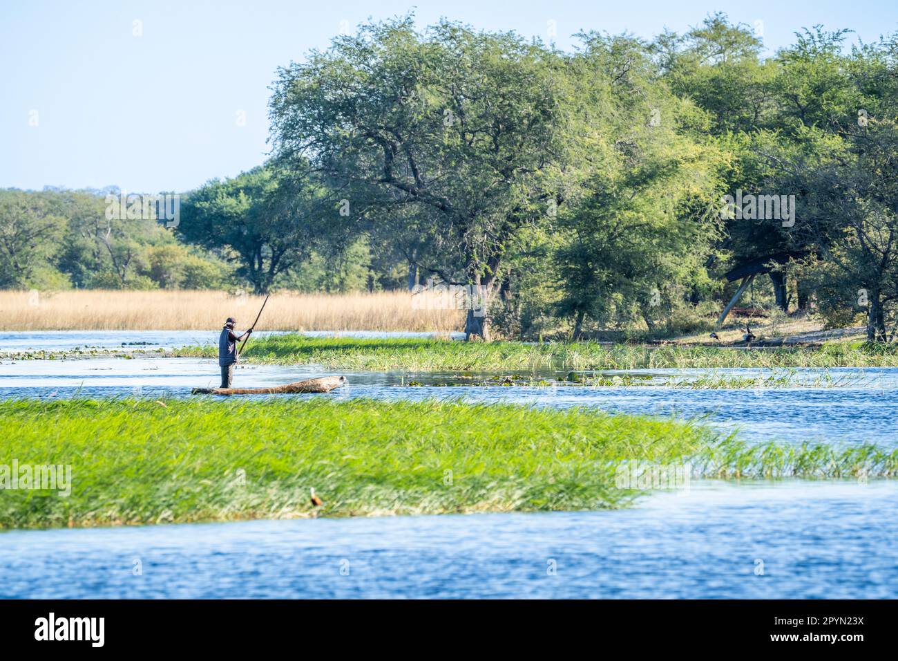 African fisherman pushes his canoe with a large stick along the Chobe River in Namibia, Africa. Stock Photo