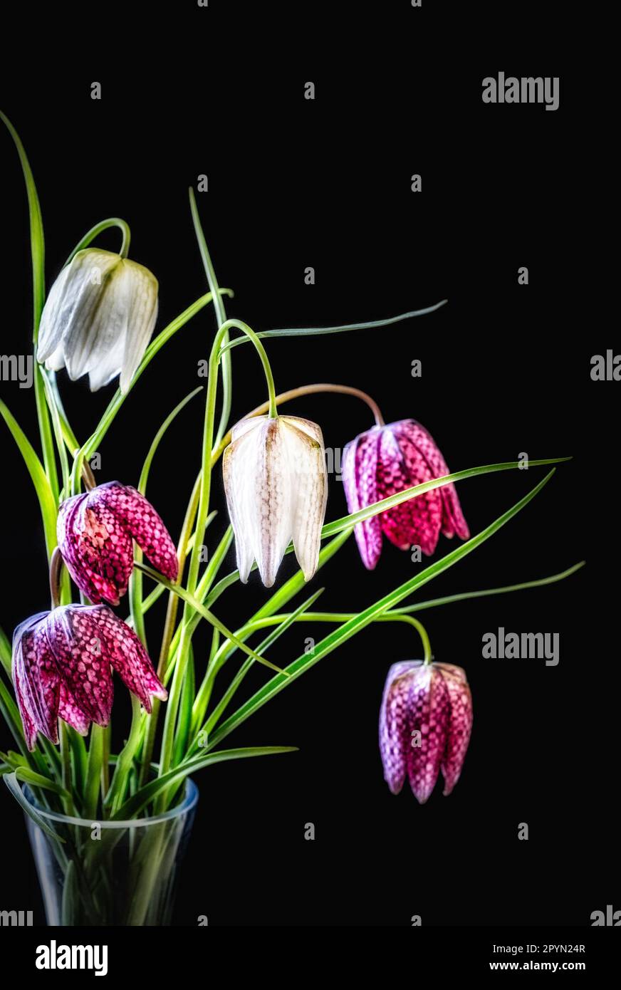 A beautiful, romantic bouquet of pink and white tulips in a clear glass ...