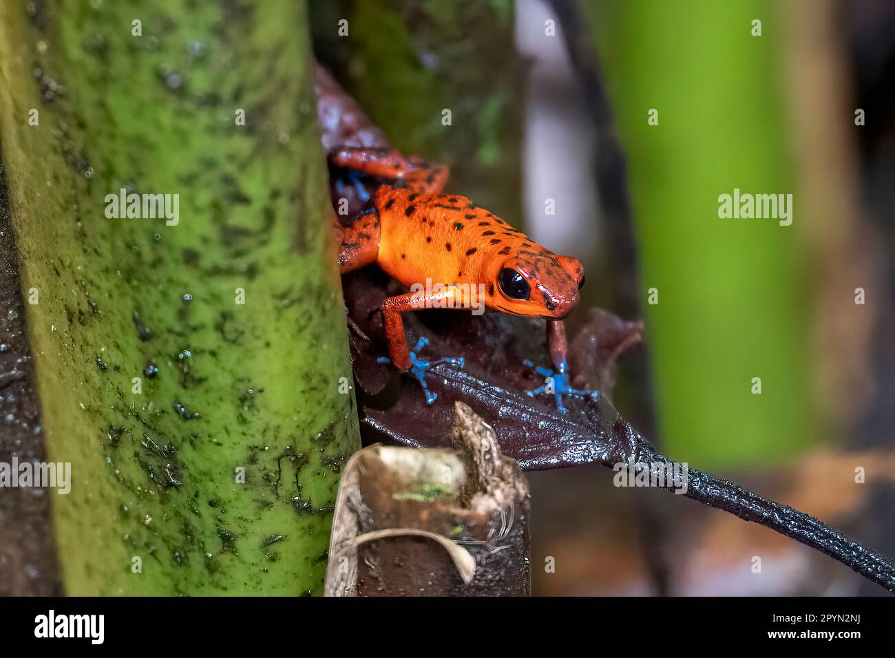 the little strawberry poison frog or blue jeans poison frog (Oophaga pumilio) Stock Photo