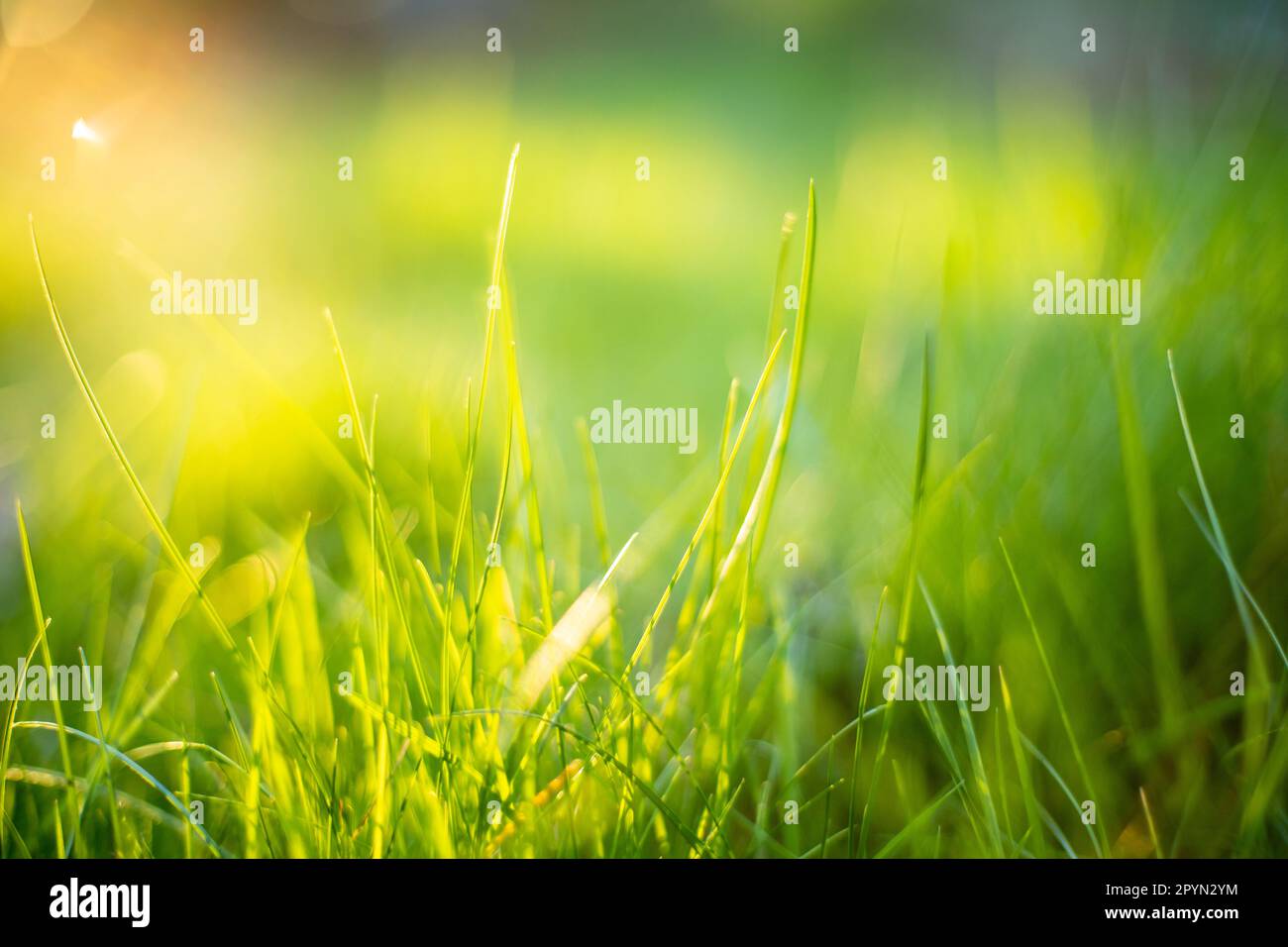low angle close-up of wild spring meadow in backlight of golden hour, 2023, horizontal format Stock Photo