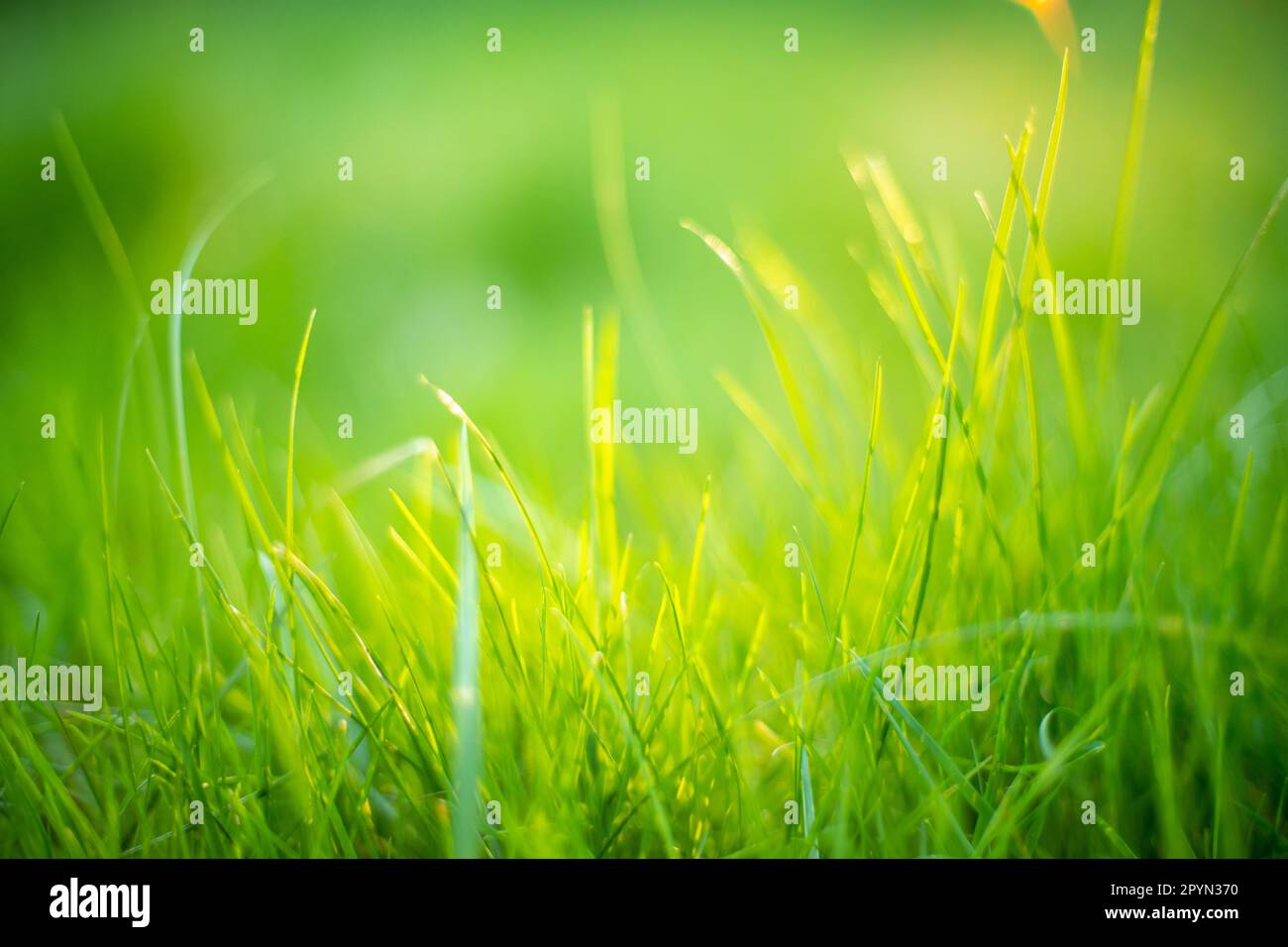 low angle close-up of wild spring meadow in backlight of golden hour, 2023, horizontal format Stock Photo