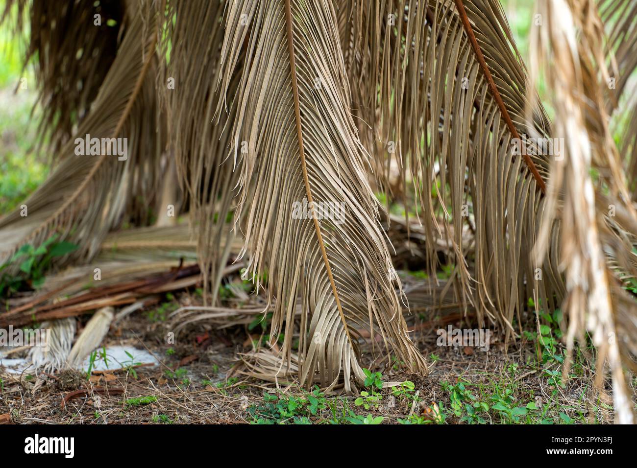 Dead palm tree with dry branches on Florida home backyard. Tree removal