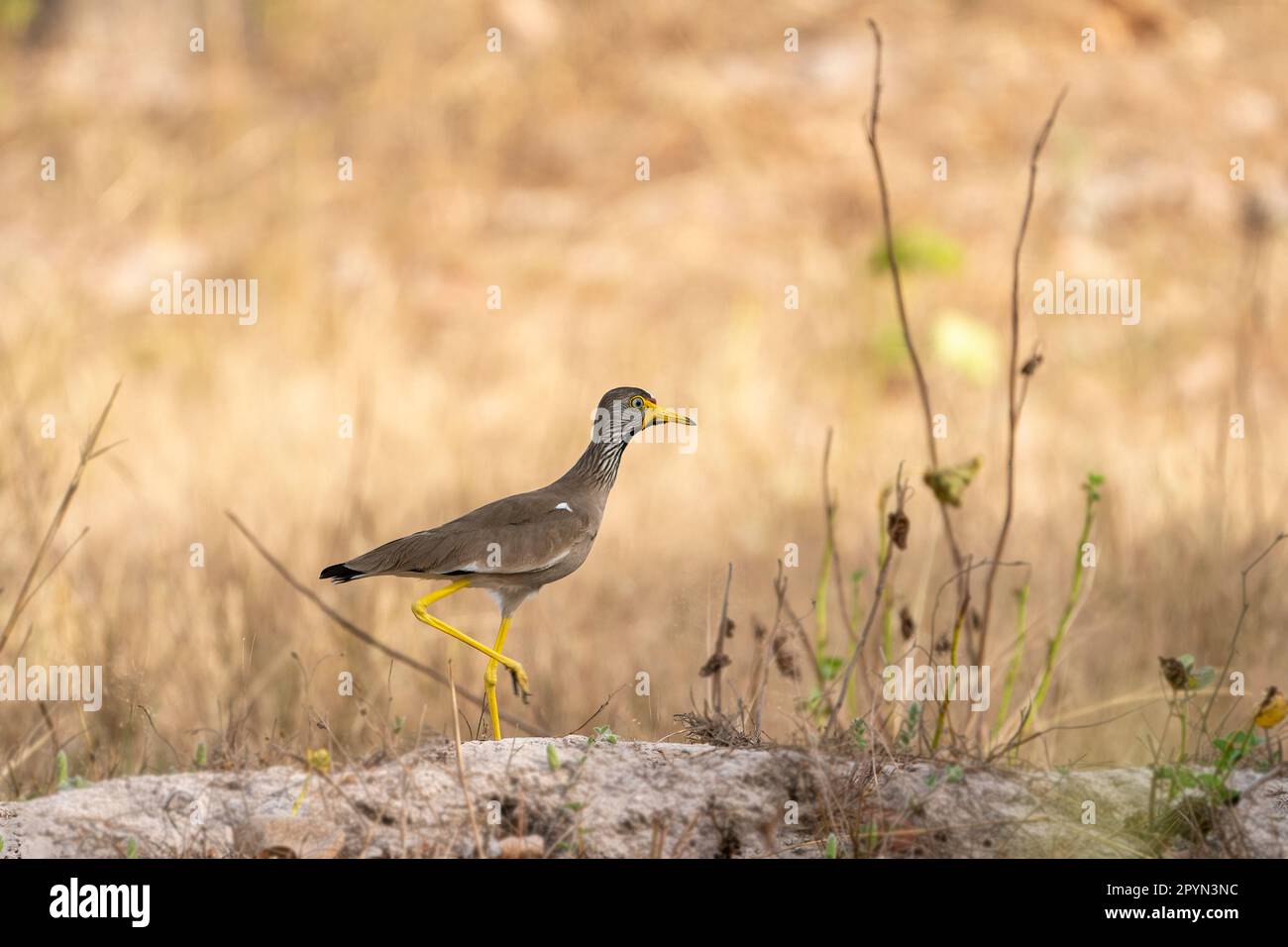 African wattled lapwing (Vanellus senegallus), standing in a dried out field in The Gambia Stock Photo