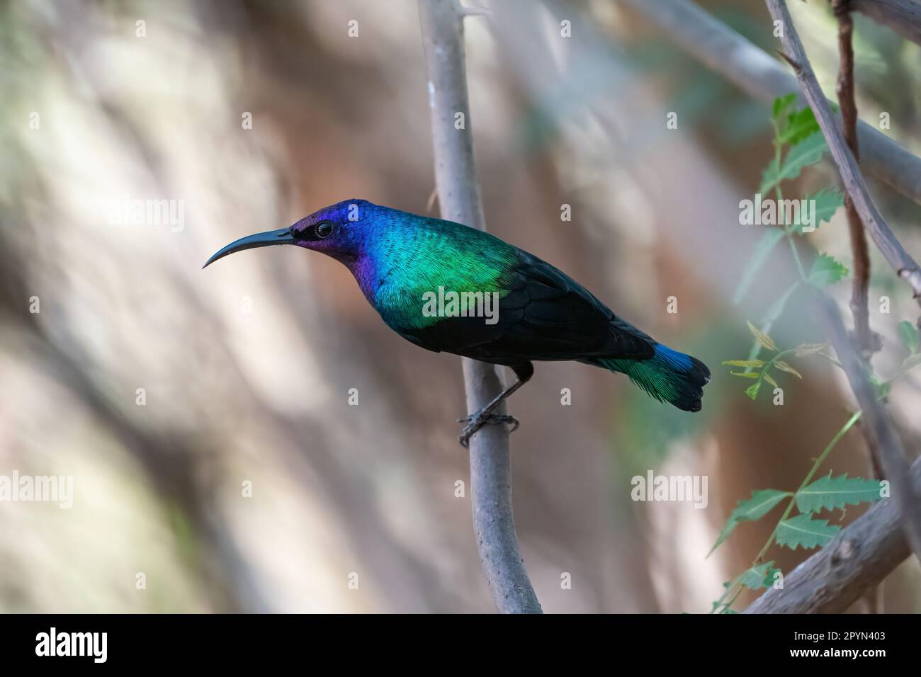 splendid sunbird (Cinnyris coccinigastrus) Stock Photo