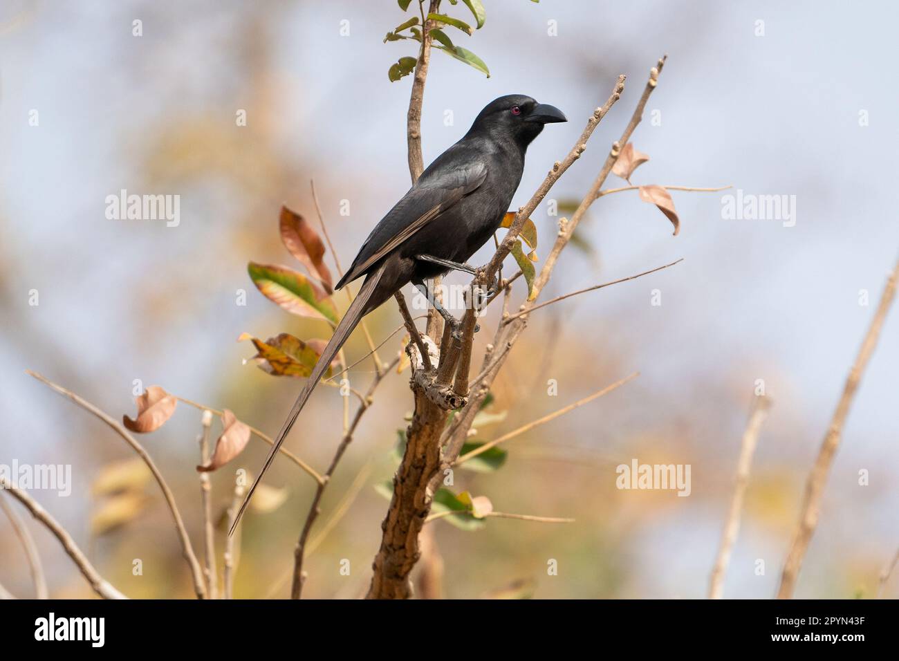 The piapiac (Ptilostomus afer) perched in a tree in Gambia Stock Photo
