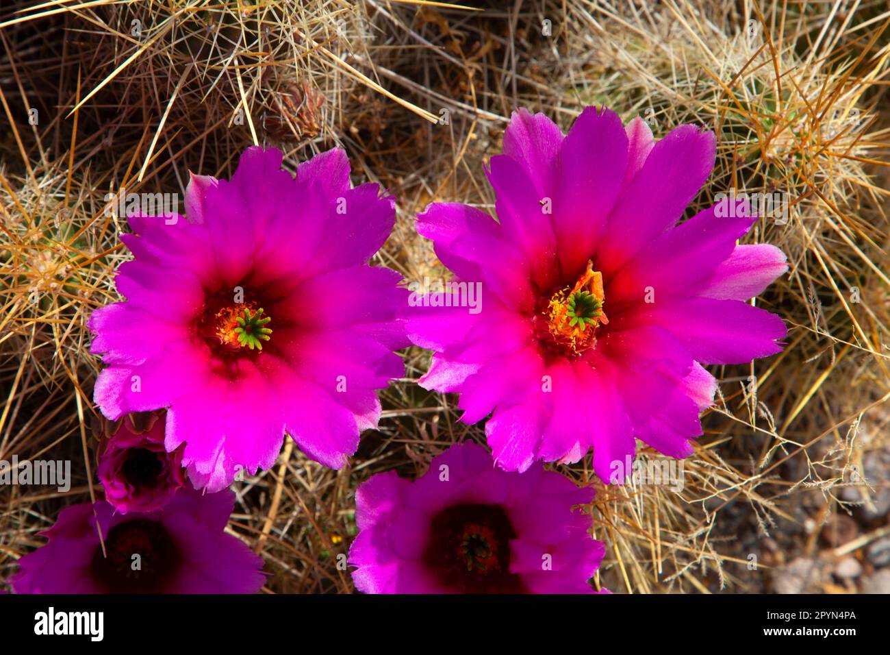 Cactus flowers, Fort Leaton State Historic Site, Texas Stock Photo