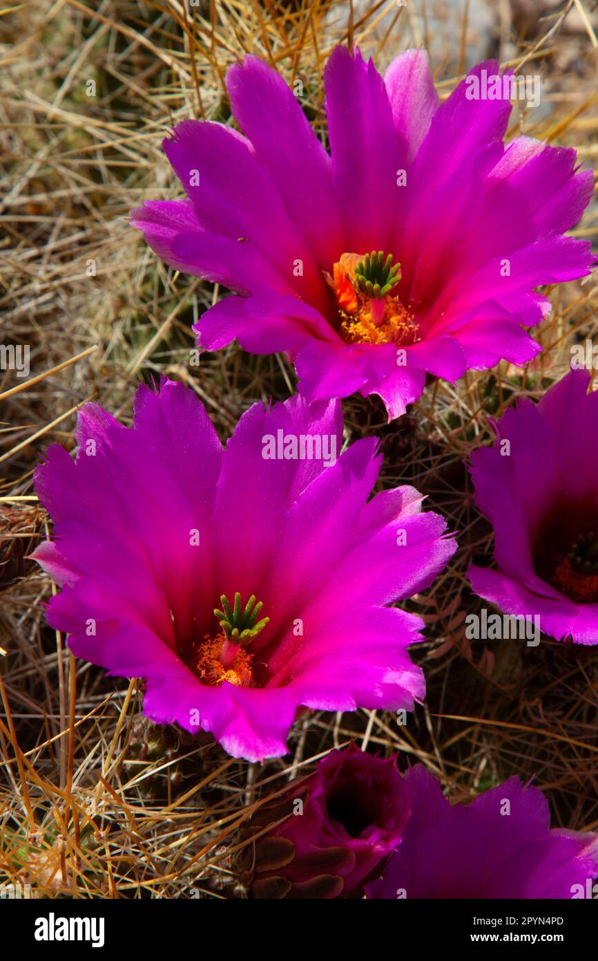 Cactus flowers, Fort Leaton State Historic Site, Texas Stock Photo