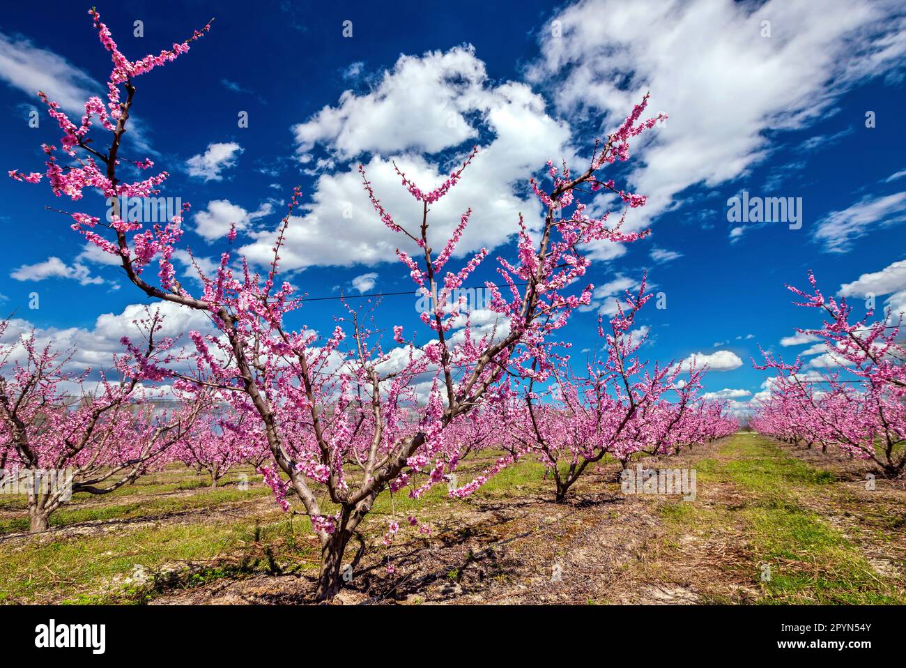 Peach trees in blossom close to Giannitsa town, Pella, Macedonia, Greece. Stock Photo