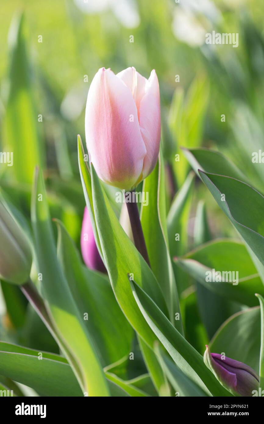 Tulip Triumph, pink fading to pale pink, almost white around the edges, Algarve Stock Photo