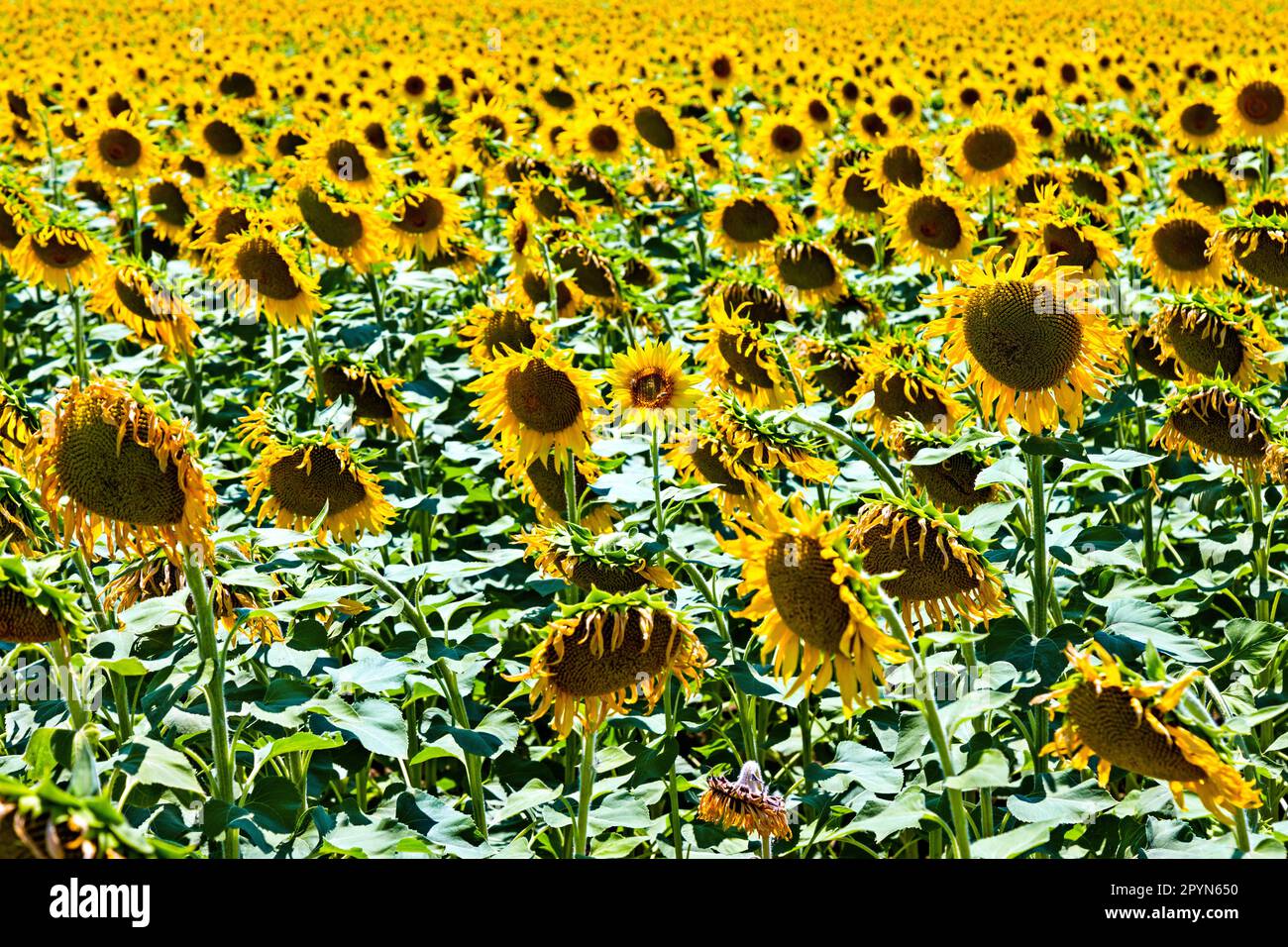 Fields with sunflowers close to Kouloura village, Larissa, Thessaly, Greece. Stock Photo