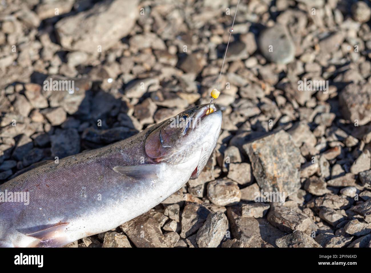 Fishing trout on the lake shore. Fishing as recreation or food. Trout open season, shore stream fishing, fish trout, open season, nature, outdoor acti Stock Photo