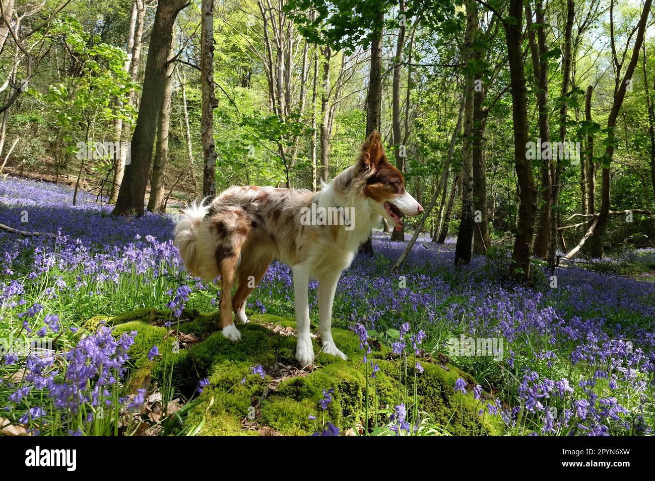 A tri coloured red merle border collie stood in bluebell woods, Surrey