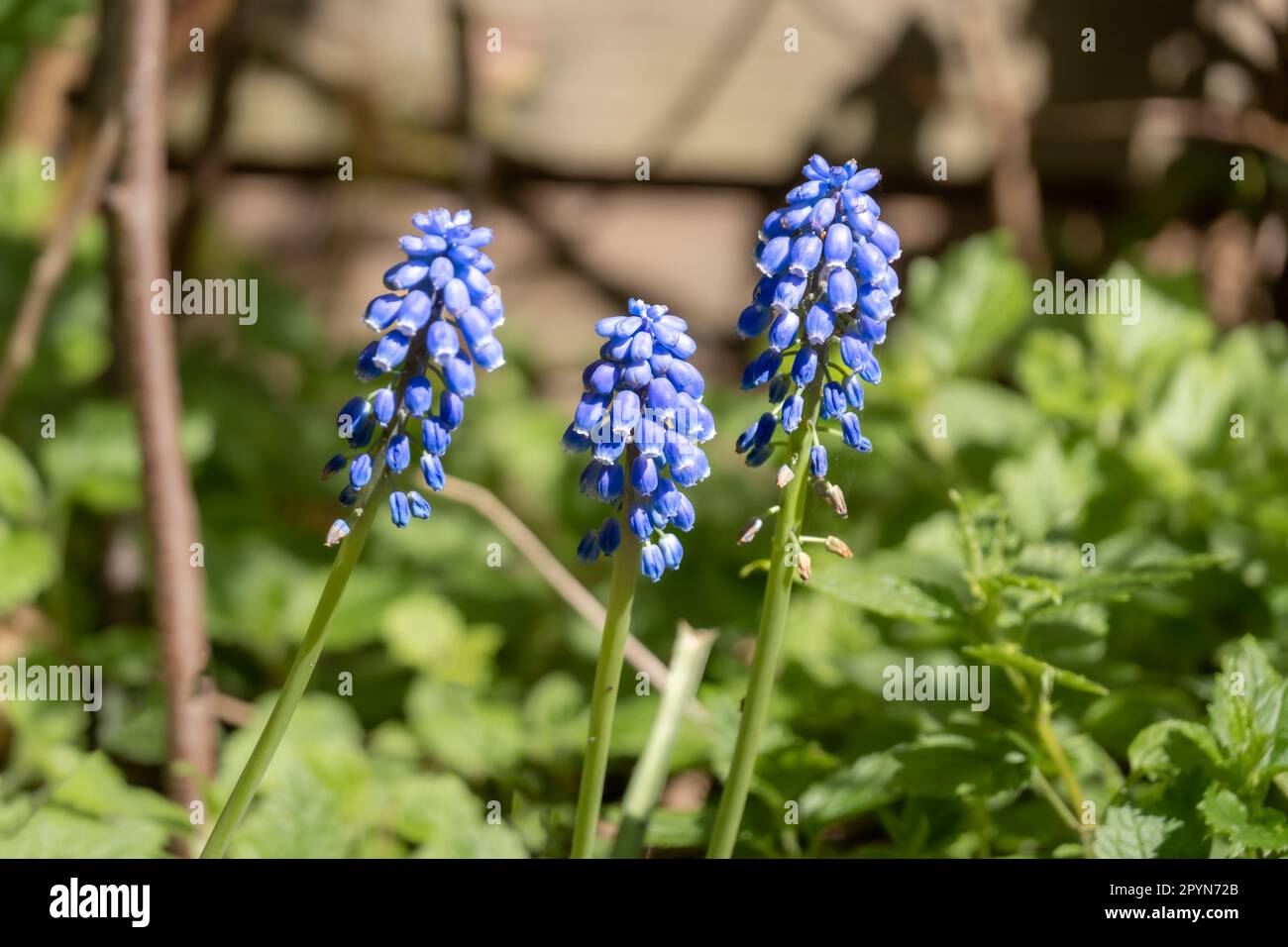 Grape hyacinth, muscari botryoides, three blue flowers and stems in garden in spring, Netherlands Stock Photo