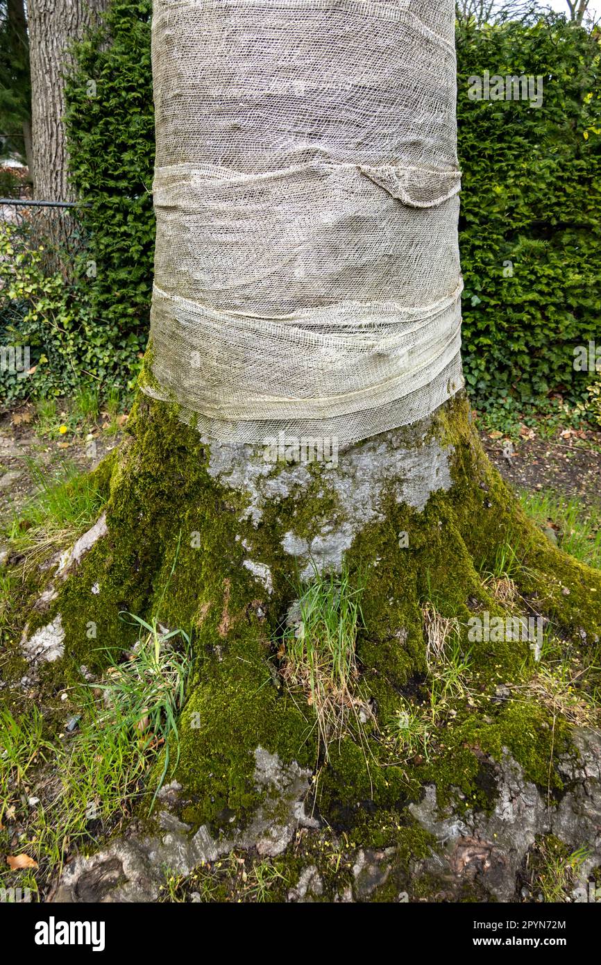 Tree trunk wrapped in jute, protection against drying out and sunburn, Hilversum, Netherlands Stock Photo