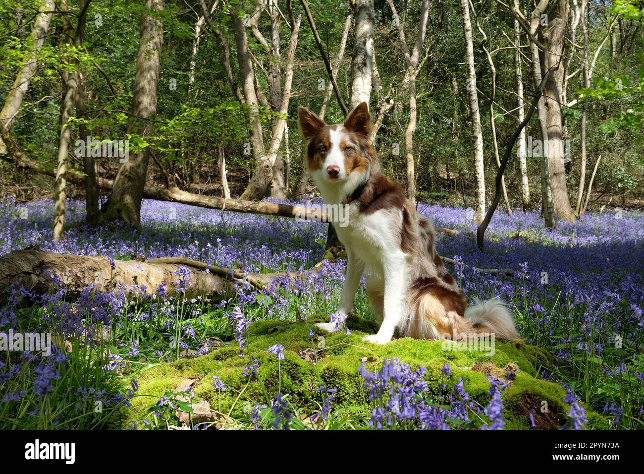 A tri coloured red merle border collie stood in bluebell woods, Surrey, UK Stock Photo Alamy