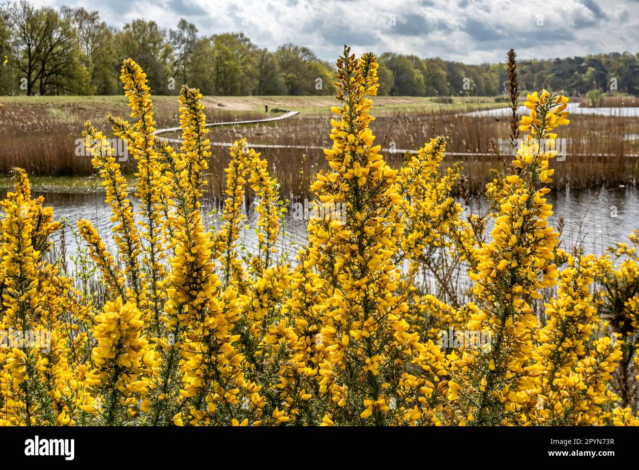 Gorse, Ulex europaeus, spiny shrub in bloom with yellow flowers at Zanderij Crailo, Hilversum, Netherlands Stock Photo
