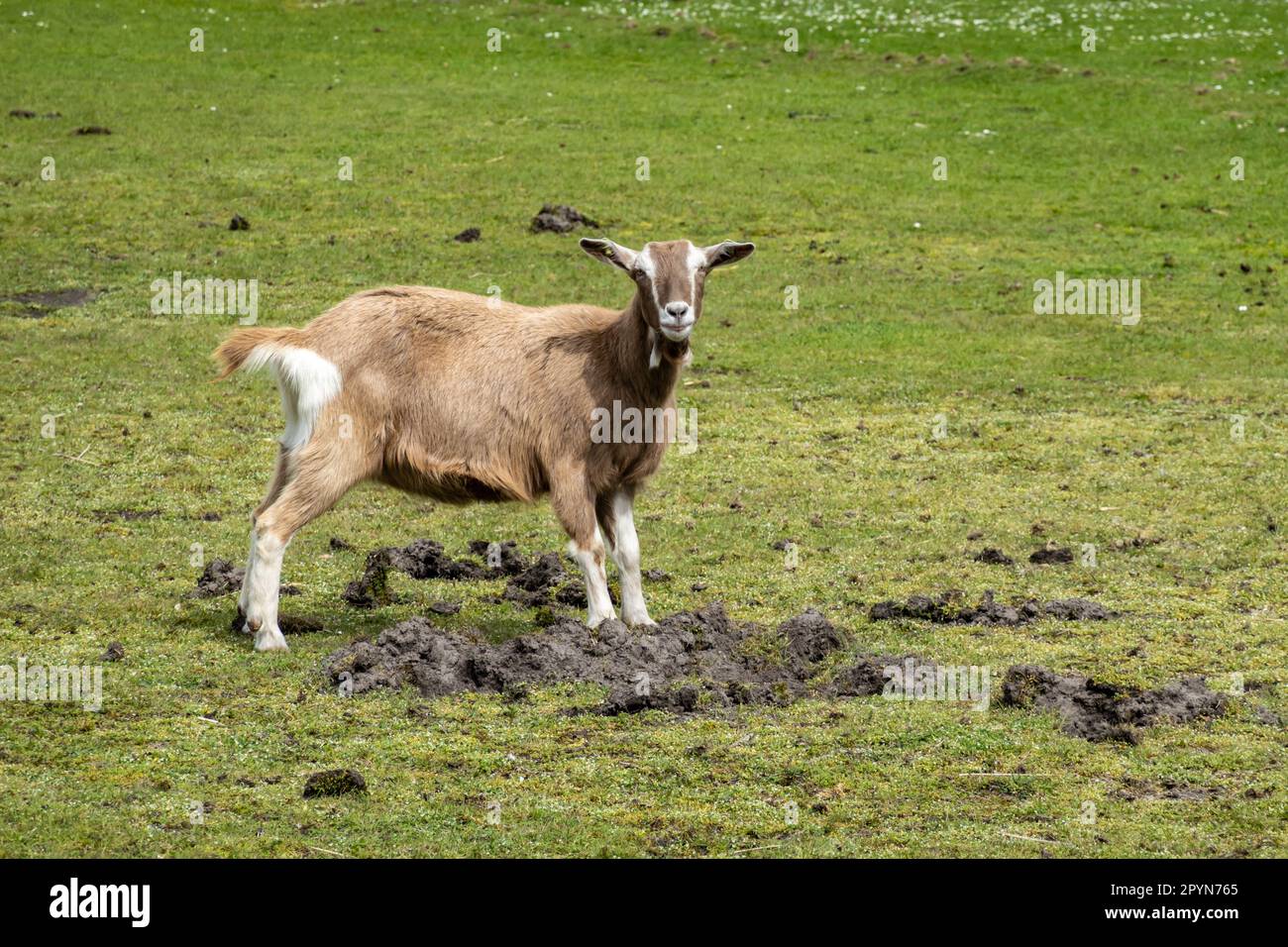 Dutch Toggenburg goat, Capra aegagrus hircus, crossbreeding between former Drenthe land goat and Swiss Toggenburg goat, standing in meadow, Netherland Stock Photo