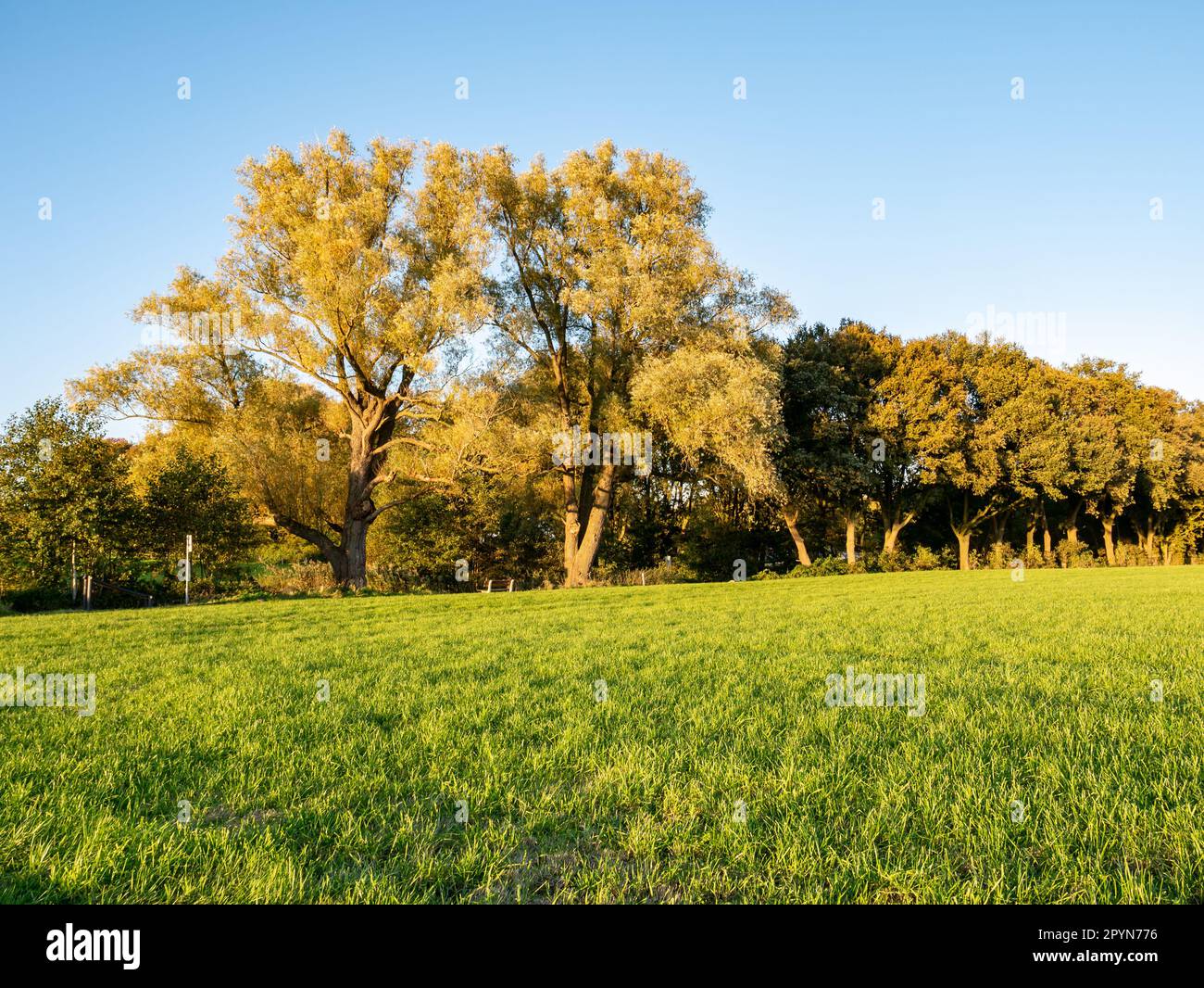 Grassland and trees, autumn in countryside near Ootmarsum, Overijssel, Netherlands Stock Photo