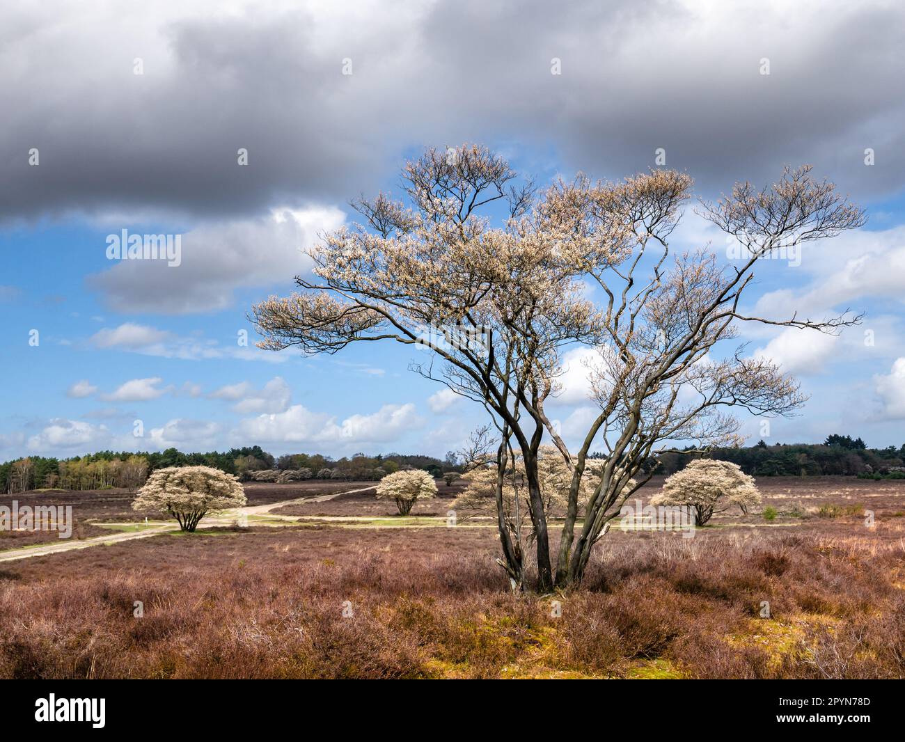 Juneberry or snowy mespilus trees, Amelanchier lamarkii, blooming in spring in nature reserve Zuiderheide, Het Gooi, North Holland, Netherlands Stock Photo