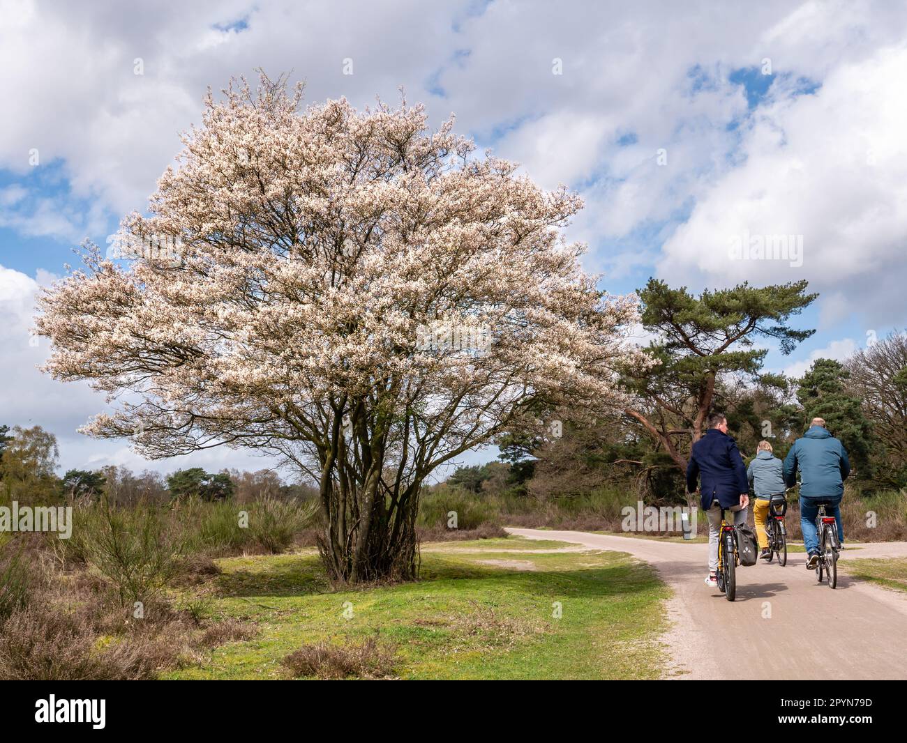 People riding bicycles on bike path and juneberry tree, Amelanchier lamarkii, blooming in spring in nature reserve, Netherlands Stock Photo