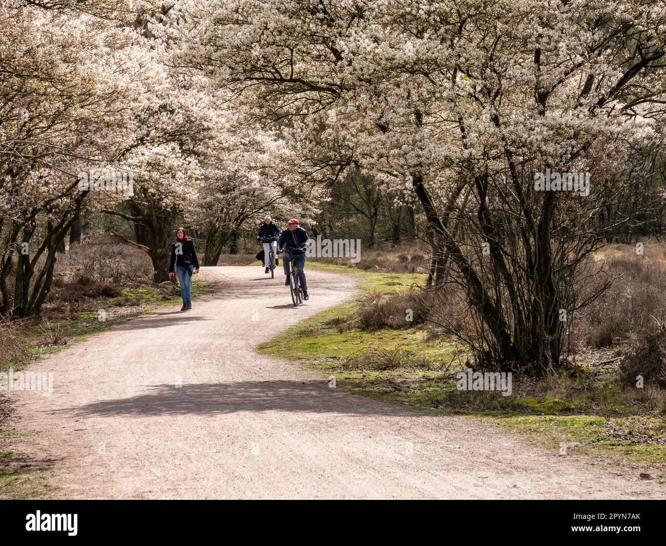 People walking and riding bicycles on cycle path, blooming juneberry trees, Amelanchier lamarkii, in Zuiderheide nature reserve, Het Gooi, Netherlands Stock Photo
