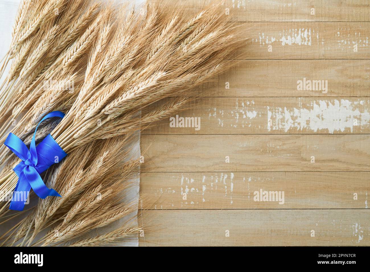 Shavuot jewish holiday celebration. Bouquet of golden ripe wheat with ...