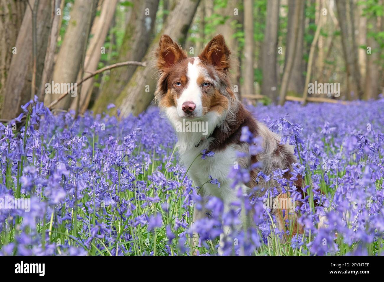 A tri coloured red merle border collie stood in bluebell woods, Surrey, UK Stock Photo Alamy
