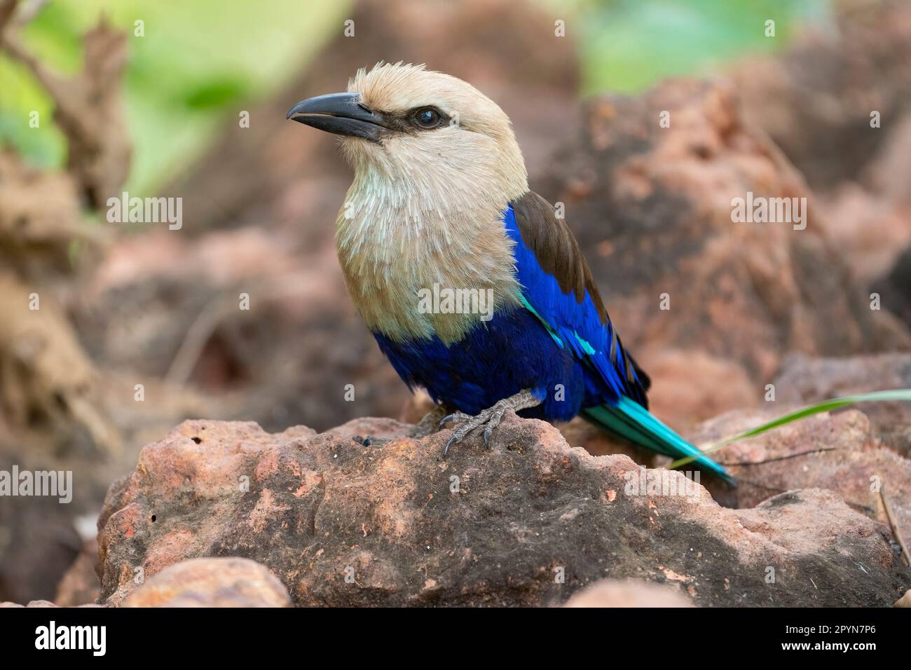 blue-bellied roller (Coracias cyanogaster) in the garden of our hotel Stock Photo