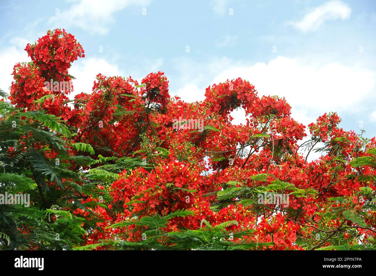 Dhaka, Bangladesh May 04, 2023 A Krishnachura tree covered in full
