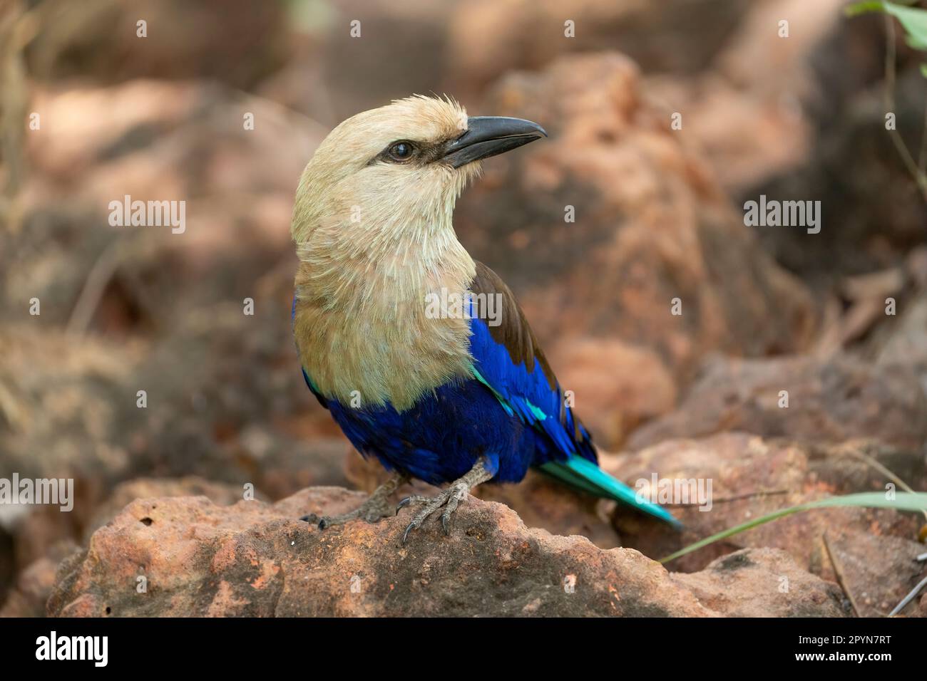 blue-bellied roller (Coracias cyanogaster) in the garden of our hotel Stock Photo