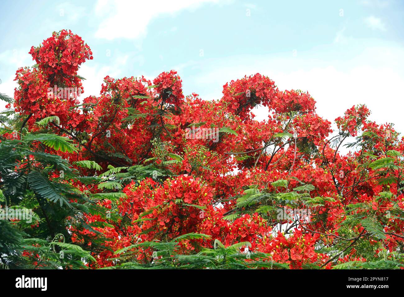 Dhaka, Bangladesh May 04, 2023 A Krishnachura tree covered in full