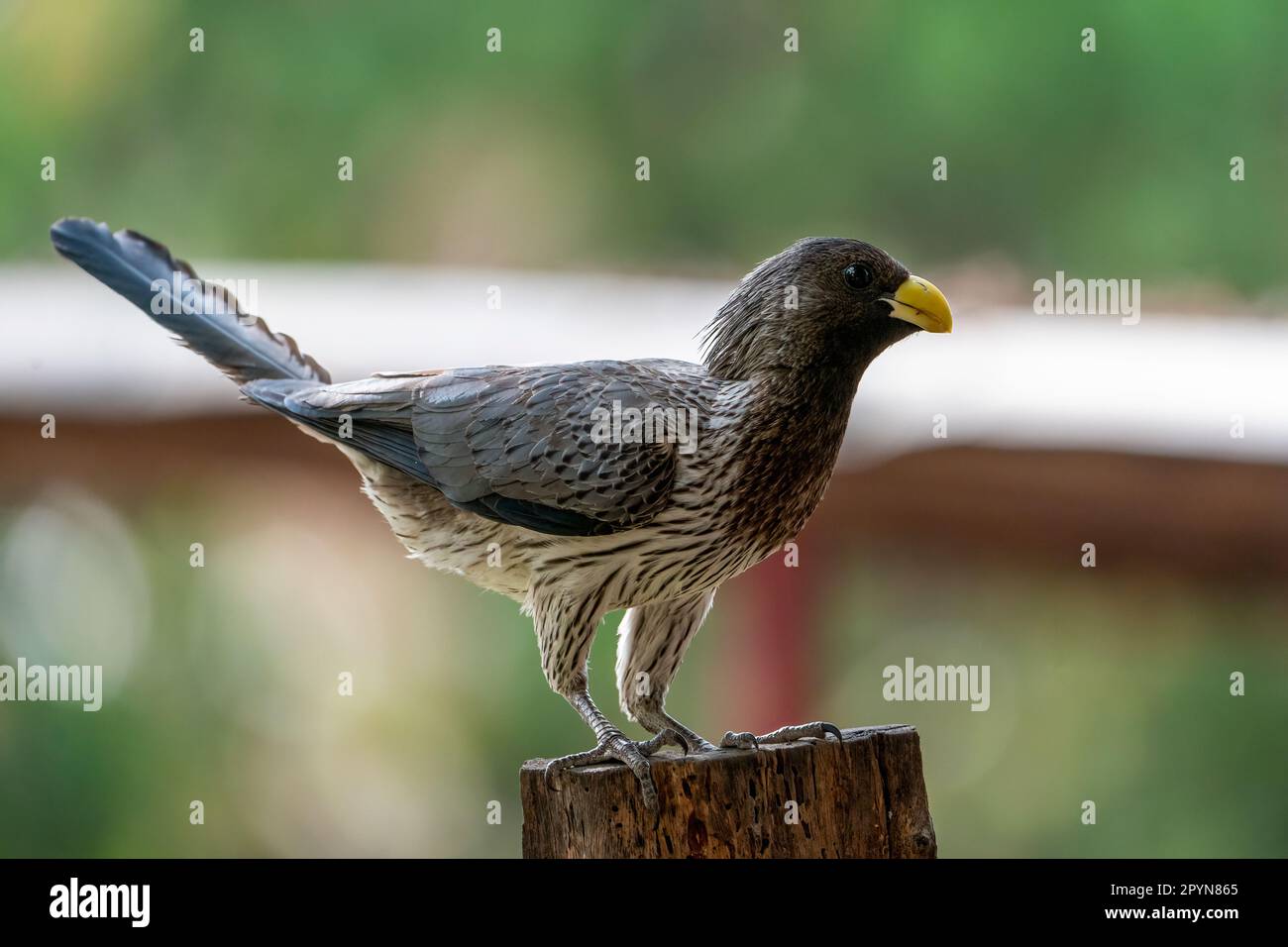 western plantaineater (Crinifer piscator Stock Photo Alamy