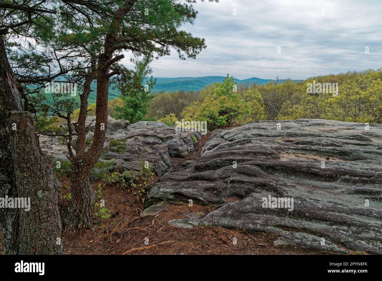 Black mountain overlook trail looking out at the vista with geological wavy rock and mountains in the distance and trees blooming in springtime Stock Photo