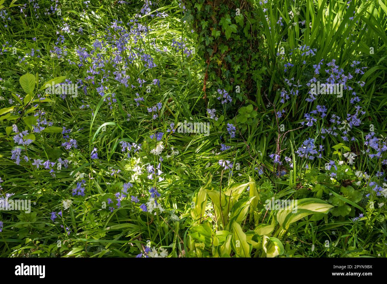 Dappled light on spring bluebells in forest. Stock Photo