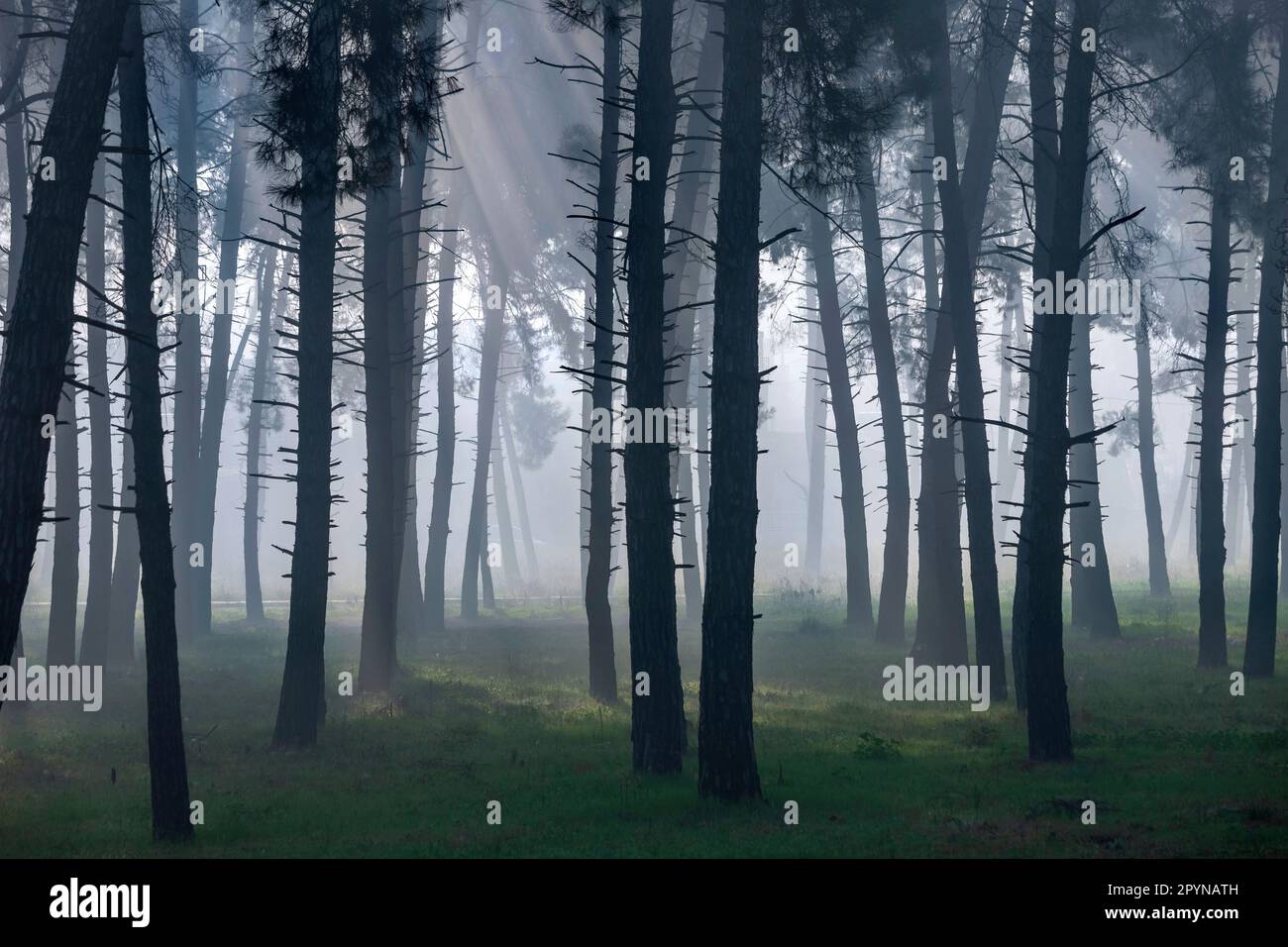 Fog at Profitis Ilias forest, Tyrnavos town, Larissa, Thessaly, Greece. Stock Photo