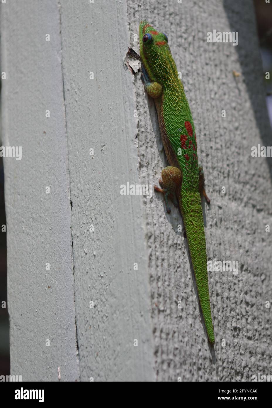 Gold Dust Day Gecko (Phelsuma laticauda), Hōlualoa Kona Coffee Company, Holalua, HI Stock Photo