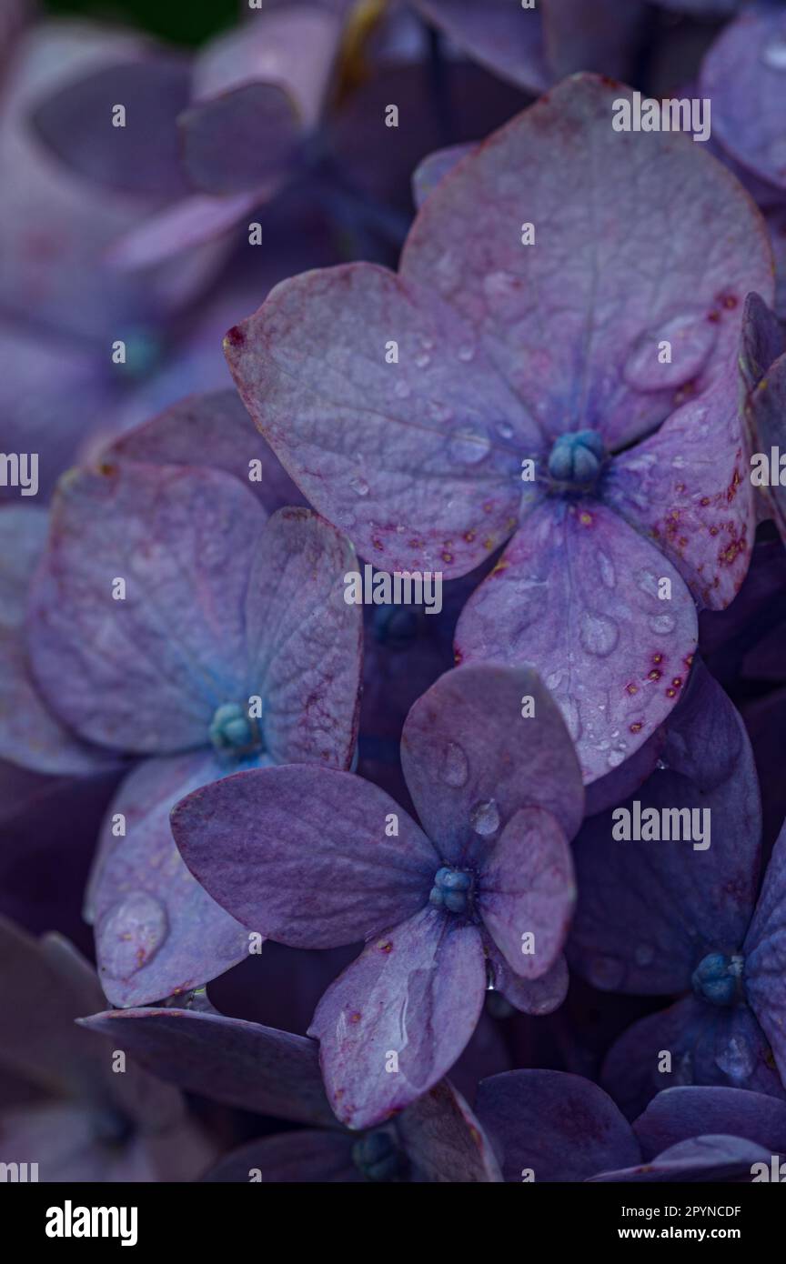 Close-up of hydrangeas with drops Stock Photo
