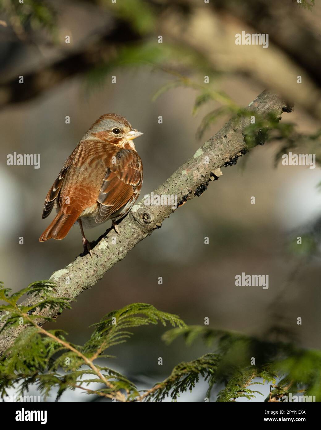 Fox Sparrow (Passerella iliaca), Joppatown, Mariner Point Park, Maryland Stock Photo