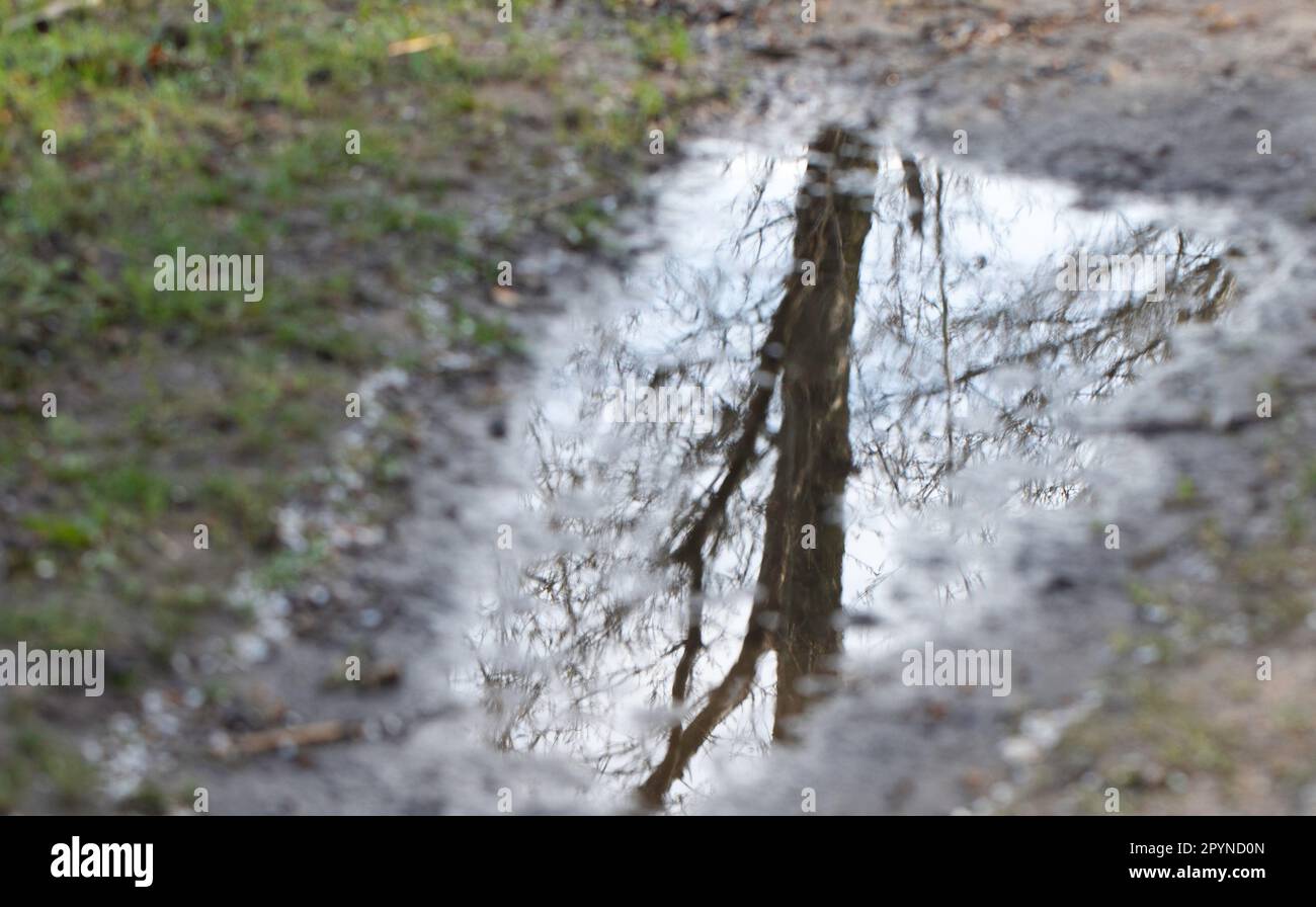 Tree - blurred reflection in a water, puddle. Spring in Poland. Stock Photo