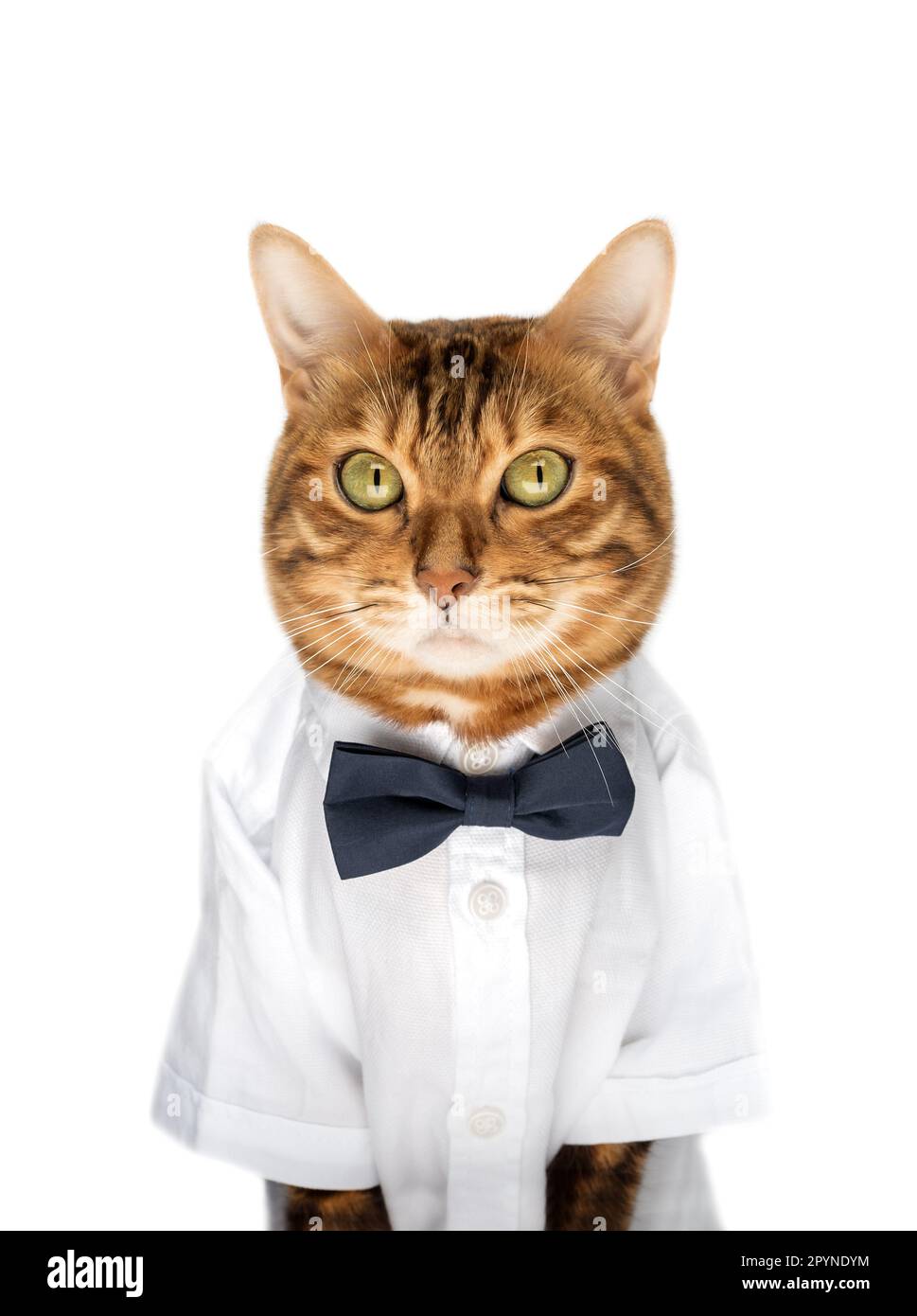 The cat in a shirt and a bow tie on a white background is isolated