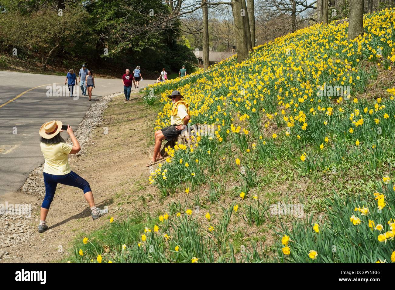 Visitors stroll and pose for photos at Daffodil Hill in Cleveland's