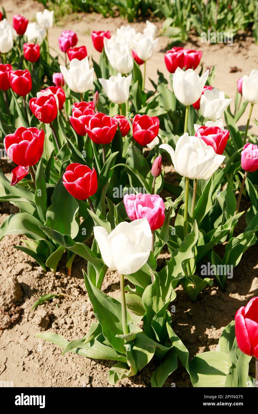 Beautiful Tulips spring-bloowing in Holland fields, in a sunny day Stock Photo