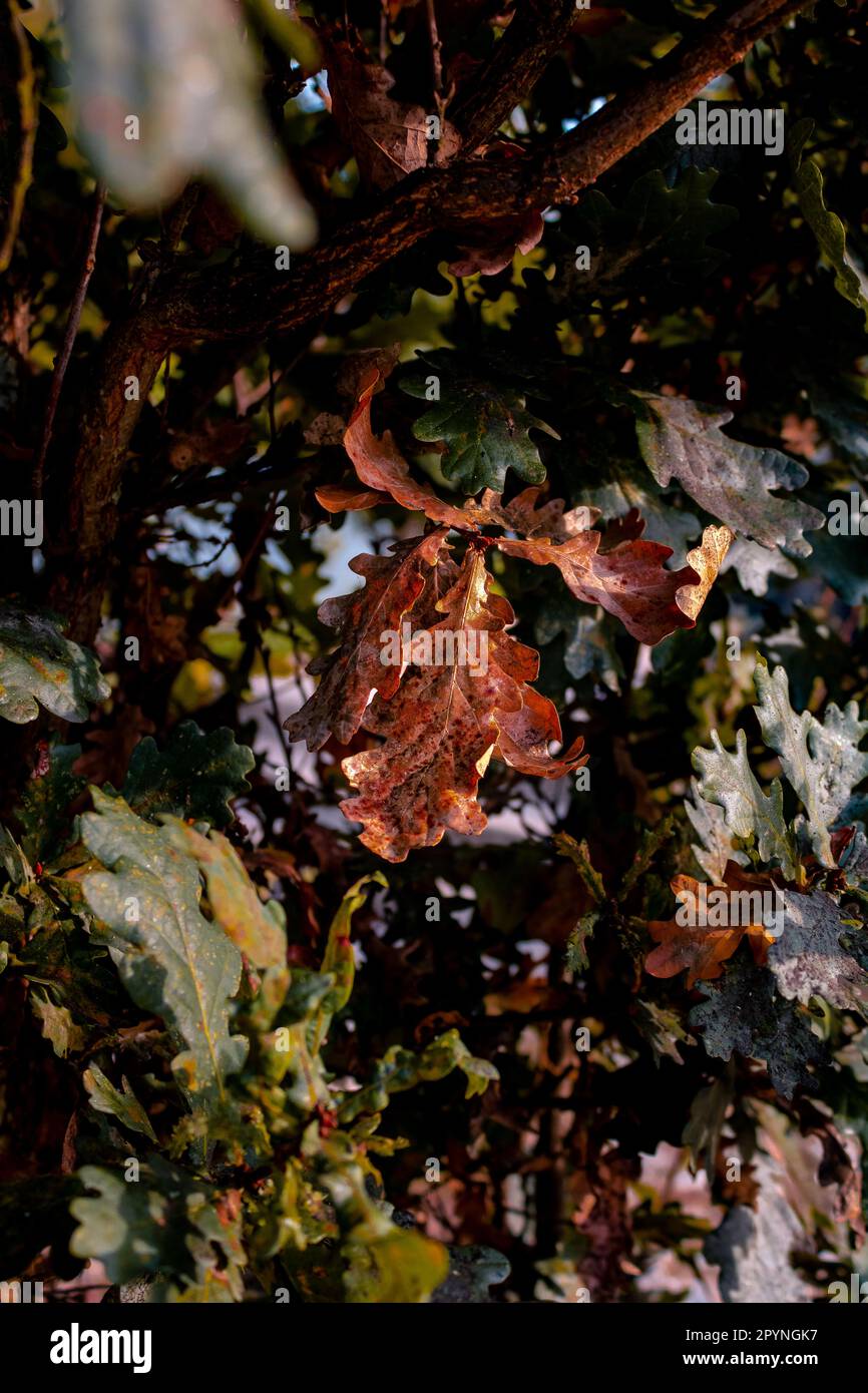 Signs of the season shift Stock Photo Alamy