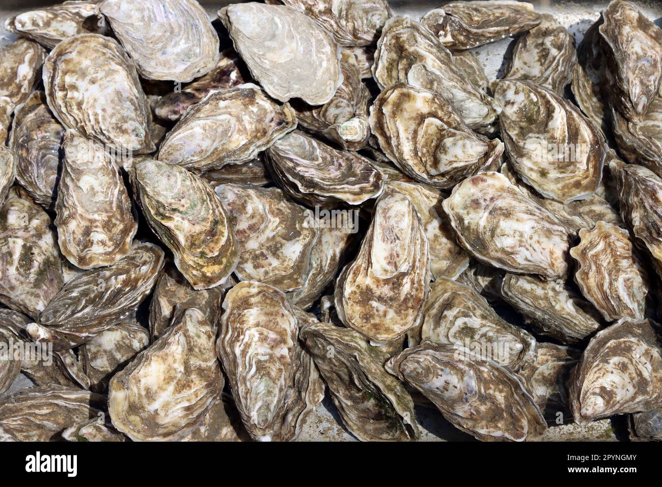 Oysters for sale at the fish market. Fresh seafood Stock Photo Alamy