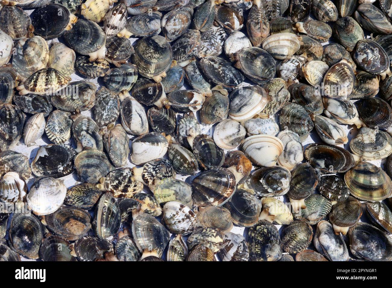 Clams for sale at the fish market. Fresh seafood Stock Photo Alamy