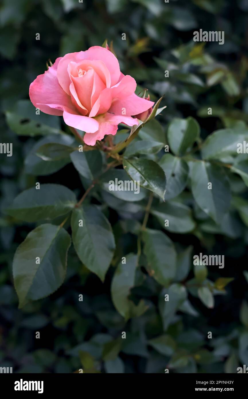 Pink rose in a bush seen up close Stock Photo - Alamy
