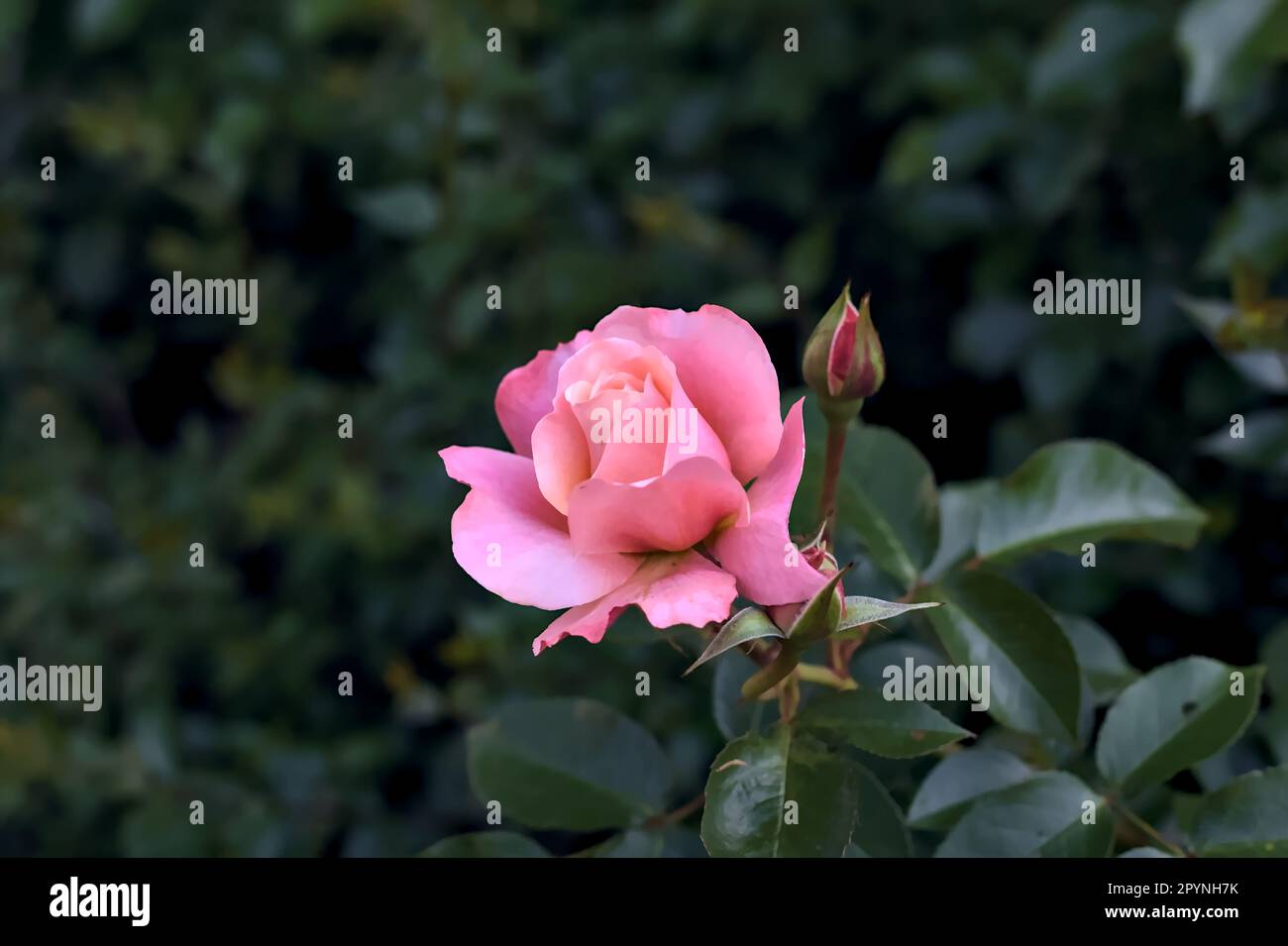 Pink rose in a bush seen up close Stock Photo - Alamy