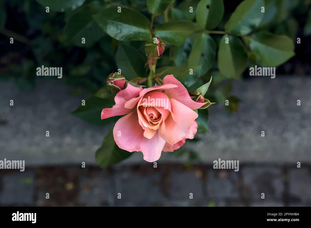 Pink rose in a bush seen up close Stock Photo - Alamy